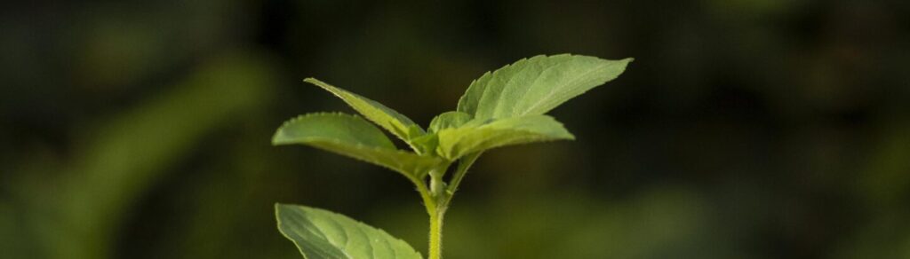 broto de planta verde 
